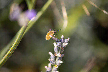 bee like insect  furry cute flying insect.