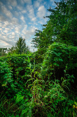 Trees in woodlands , forest beauty . Green leafs , summer morning , green grass , sunlights on field , beautiful landscape . Summer sunrise in forest , woodlands .Trees covered by grass .Clouds 