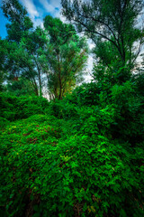 Trees in woodlands , forest beauty . Green leafs , summer morning , green grass , sunlights on field , beautiful landscape . Summer sunrise in forest , woodlands .Trees covered by grass .Clouds 