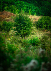 Trees in woodlands , forest beauty . Green leafs , summer morning , green grass , sunlights on field , beautiful landscape . Summer sunrise in forest , woodlands .Trees covered by grass .Clouds 