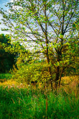 Trees in woodlands , forest beauty . Green leafs , summer morning , green grass , sunlights on field , beautiful landscape . Summer sunrise in forest , woodlands .Trees covered by grass .Clouds 