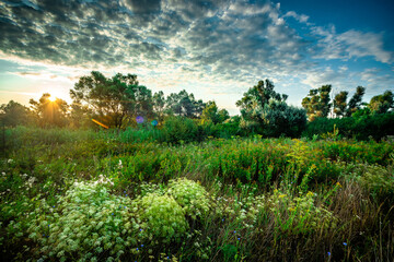 Sunlights throught the forest and trees , beautiful clouds in the sky . Summer morning , green grass . Trees on field , sun over the woods , blue sky .