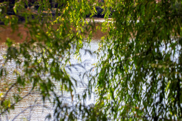 tree branches and water reflections. close-up. landscape