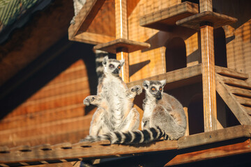 Ring tailed funny lemur (Lemur catta) sitting and resting, zoo advertising concept