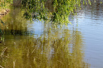 Lakeside  water reflections  trees.