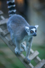  The ring-tailed lemur (Lemur catta), wild animals, funny animals, zoo concept