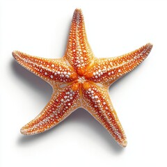A starfish with orange and red hues, isolated on white background