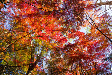 日本の風景・秋　古都鎌倉　紅葉の獅子舞の谷