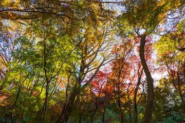 日本の風景・秋　古都鎌倉　紅葉の獅子舞の谷