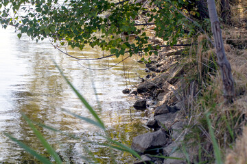 Lakeside  water reflections  trees.