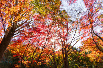 日本の風景・秋　古都鎌倉　紅葉の獅子舞の谷