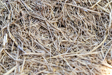 Dry meadow texture, close-up. macro