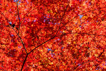 日本の風景・秋　古都鎌倉　紅葉の獅子舞の谷