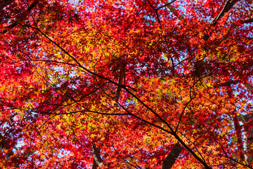 日本の風景・秋　古都鎌倉　紅葉の獅子舞の谷