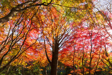 日本の風景・秋　古都鎌倉　紅葉の獅子舞の谷