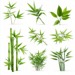 Fototapeta premium Different realistic bamboo plants with leaf isolated on white background
