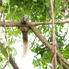A gray squirrel is gnawing on seeds in a tree. A squirrel is hanging on a branch.