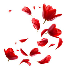 Red Tulip Petals and Buds Falling Through the Air