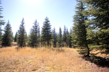 open grassy areas in a forest area. forest landscape