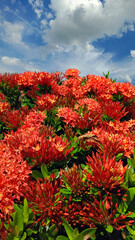 west indian jasmine in the garden with blue sky background.