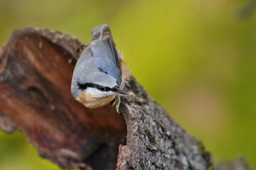 Portrait of a nuthatch. (Sitta europaea). Nuthatch in the nature habitat. Wildlife scene from  forest.