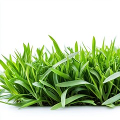 Fototapeta premium Lawn green grass isolated on white background
