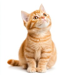 Orange tabby cat sitting and looking curious, isolated on a white background