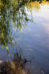 tree branches and water reflections. close-up. landscape