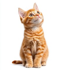 Orange tabby cat sitting and looking curious, isolated on a white background
