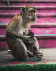 A mother monkey taking care of her child