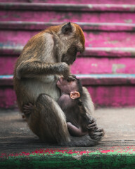A mother monkey takes care of her child