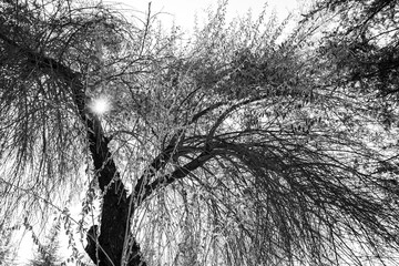 weeping willow tree, close-up. against the sky.