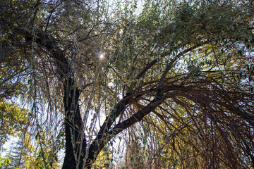 weeping willow tree, close-up. against the sky.