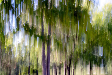 forest landscape shot with panning technique. motion blur.