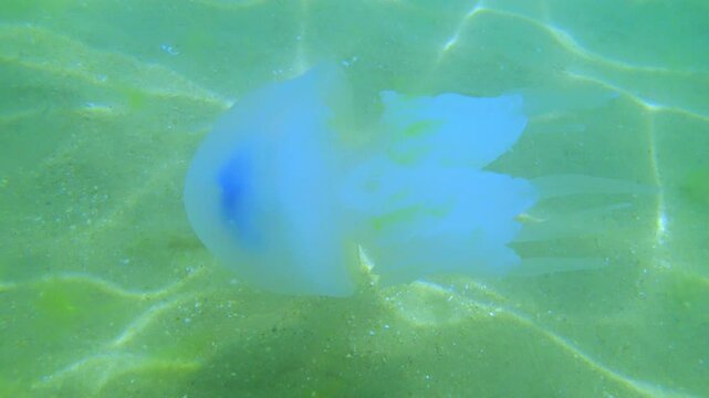 Jellyfish Rootlet in the sea. A large blue jellyfish with a large cap with a dark blue border and tentacles swims in the sea. A marine inhabitant. The most dangerous jellyfish of the Black Sea. 4К