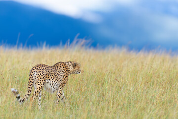 Wild african cheetah, beautiful mammal animal. Africa, Kenya