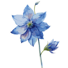 blue flower isolated on white background