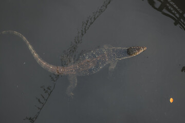 A big lizard swimming in a river.