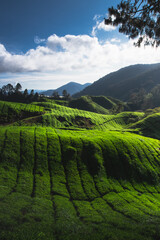 The beautiful rolling green hills of tea plantations in the Cameron valley, Malaysia.