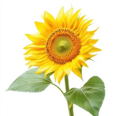 Obraz premium Vibrant yellow sunflower with green leaves, isolated on a white background