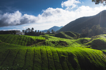 A beautiful view of tea plantations in the  mountains.