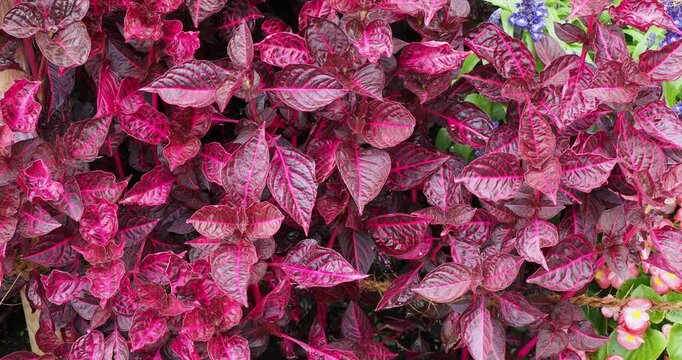 (Iresine herbstii) Bloodleaf or Beefsteak plant cultivated for its stunning ornamental show of foliage colour throughout seasons. Dark purple to beet red leaves with pink to magenta veins