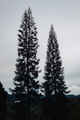 Silhouette of two trees on the side of a misty mountain