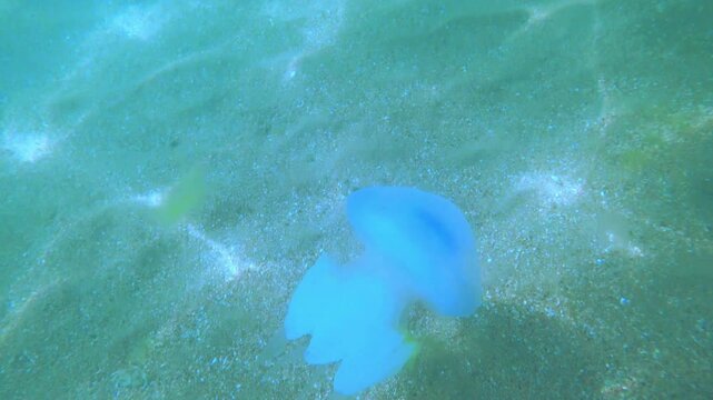 Jellyfish Rootlet in the sea. A large blue jellyfish with a large cap with a dark blue border and tentacles swims in the sea. A marine inhabitant. The most dangerous jellyfish of the Black Sea. 4К