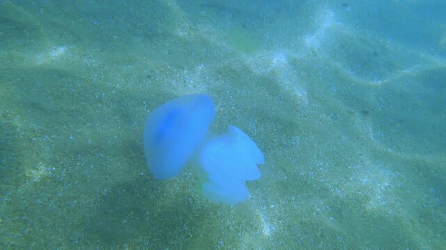 Jellyfish Rootlet in the sea. A large blue jellyfish with a large cap with a dark blue border and tentacles swims in the sea. A marine inhabitant. The most dangerous jellyfish of the Black Sea. 4К