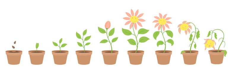 Vector Illustration of cornflower character Growth Stages. Include wilted and dried plants