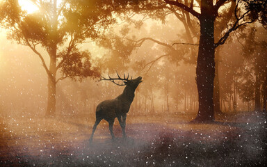 deer in the forest