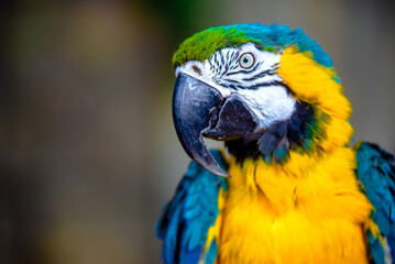 Blue-and-yellow Macaw sitting on a branch at the zoo 