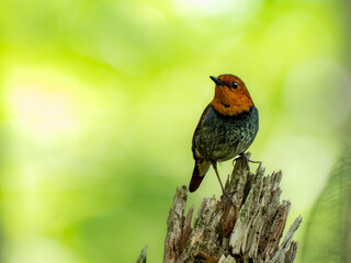 森の中の暗い木陰で枯れ木の上で周りを見渡しているコマドリの雄