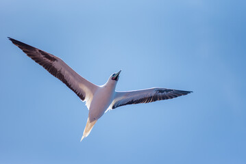 Seabird Masked, Blue-faced Booby (Sula dactylatra) flying over the blue, calm ocean. Seabird is hunting for flying fish jumping out of the water.